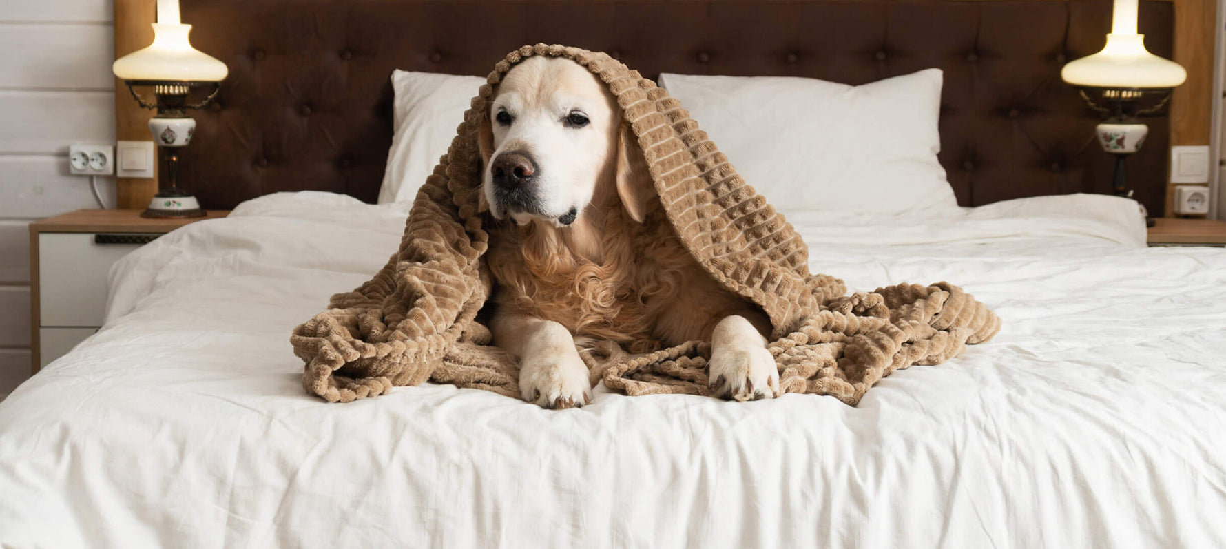 Leishmaniose bei Hunden: Alles was Hundehalter wissen müssen
