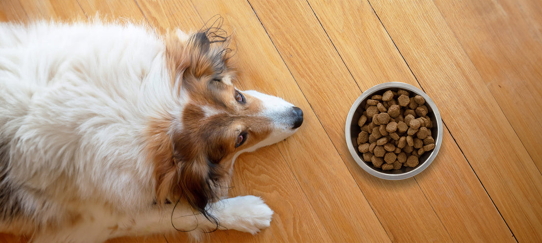 Leishmaniose und Ernährung: Die Rolle von purinarmem Trockenfutter und Nassfutter