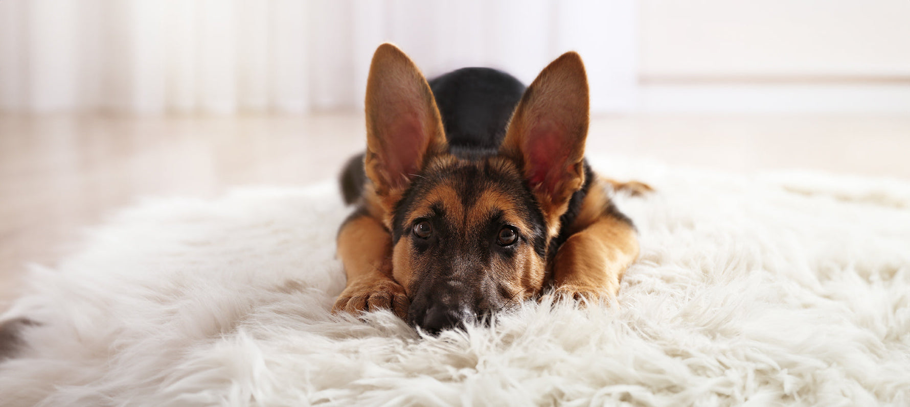 Magen-Darm-Erkrankungen beim Hund: Was bei der Ernährung zu beachten ist