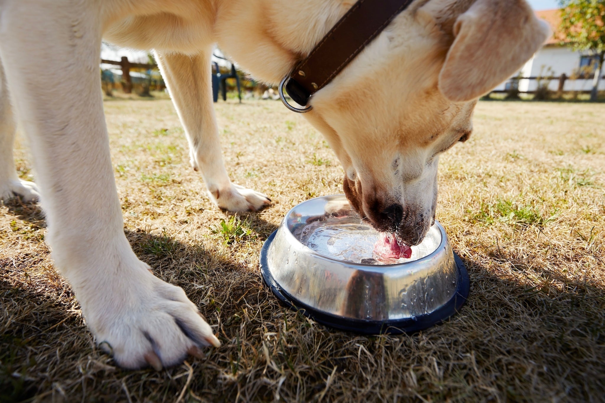 Nierenerkrankung beim Hund: Kalium, Protein, SDMA-Wert - und was Darmflora und Omega-3 beitragen können