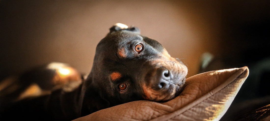 Nierenerkrankungen und Nierendiät beim Hund