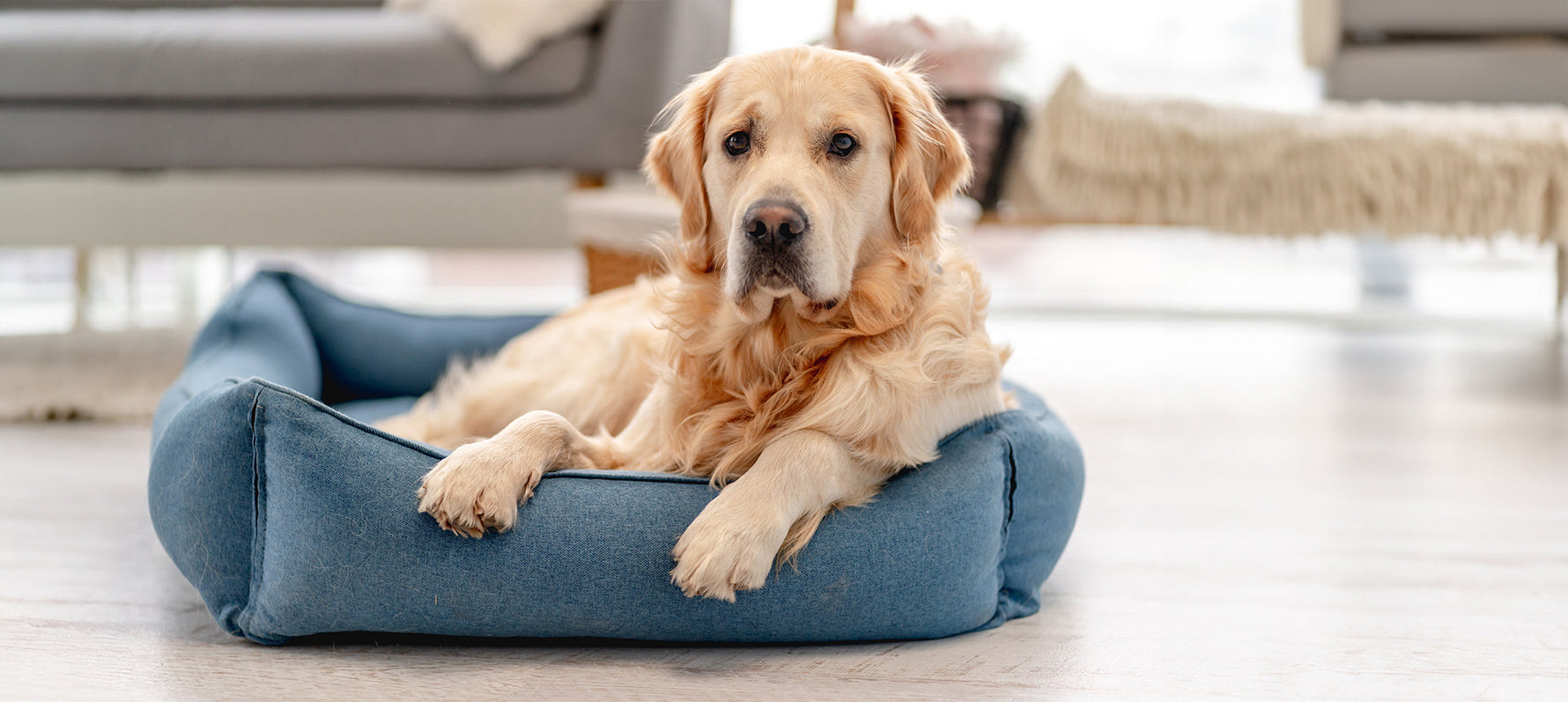 Niereninsuffizienz beim Hund: Die richtige Ernährung & Diät