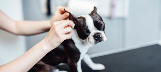 Die besten natürlichen Mittel bei Ohrenentzündung bei Hunden