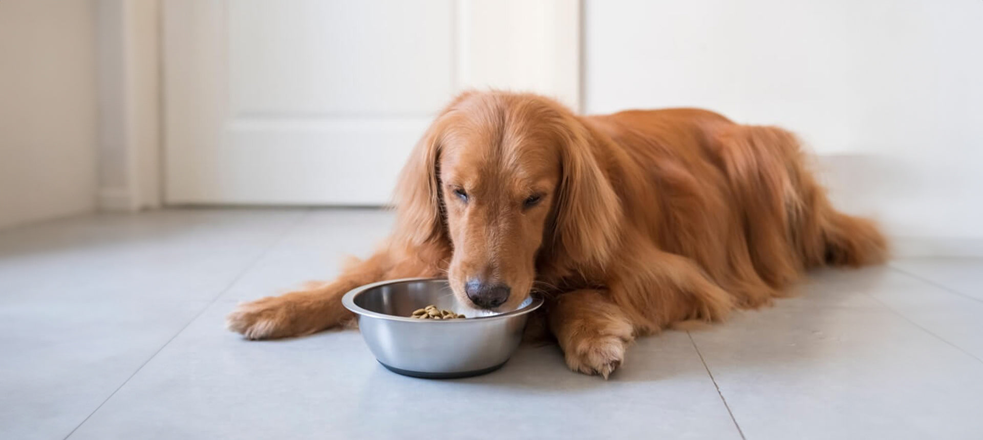 Purinarmes Hundefutter: Ernährung als Therapie bei Leishmaniose und Nierenleiden