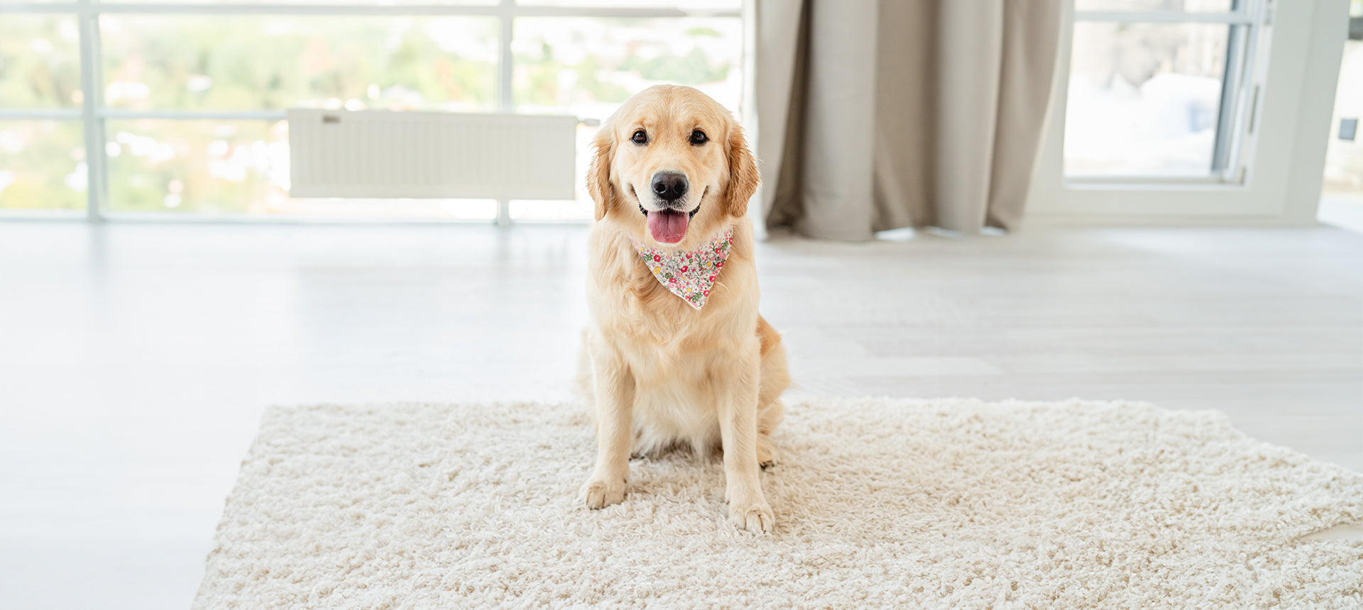 Silvester mit Hund: Die 10 besten Tipps für einen entspannten Jahreswechsel