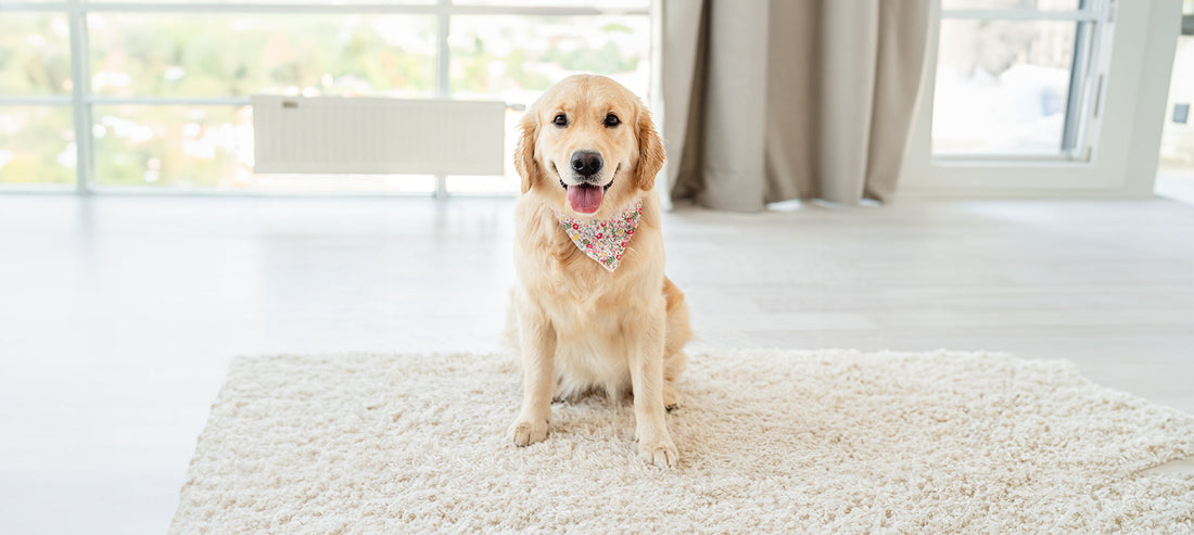 Silvester mit Hund: Die 10 besten Tipps für einen entspannten Jahreswechsel