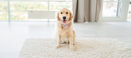 Silvester mit Hund: Die 10 besten Tipps für einen entspannten Jahreswechsel