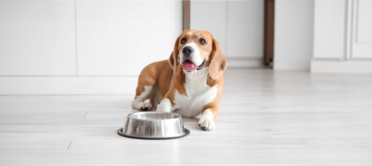 Die Top 12 ungesunder Hundefutter-Zutaten