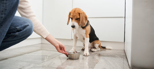 Übergewicht bei Hunden als Krankheit: Mit angepasstem Futter zurück zur Gesundheit