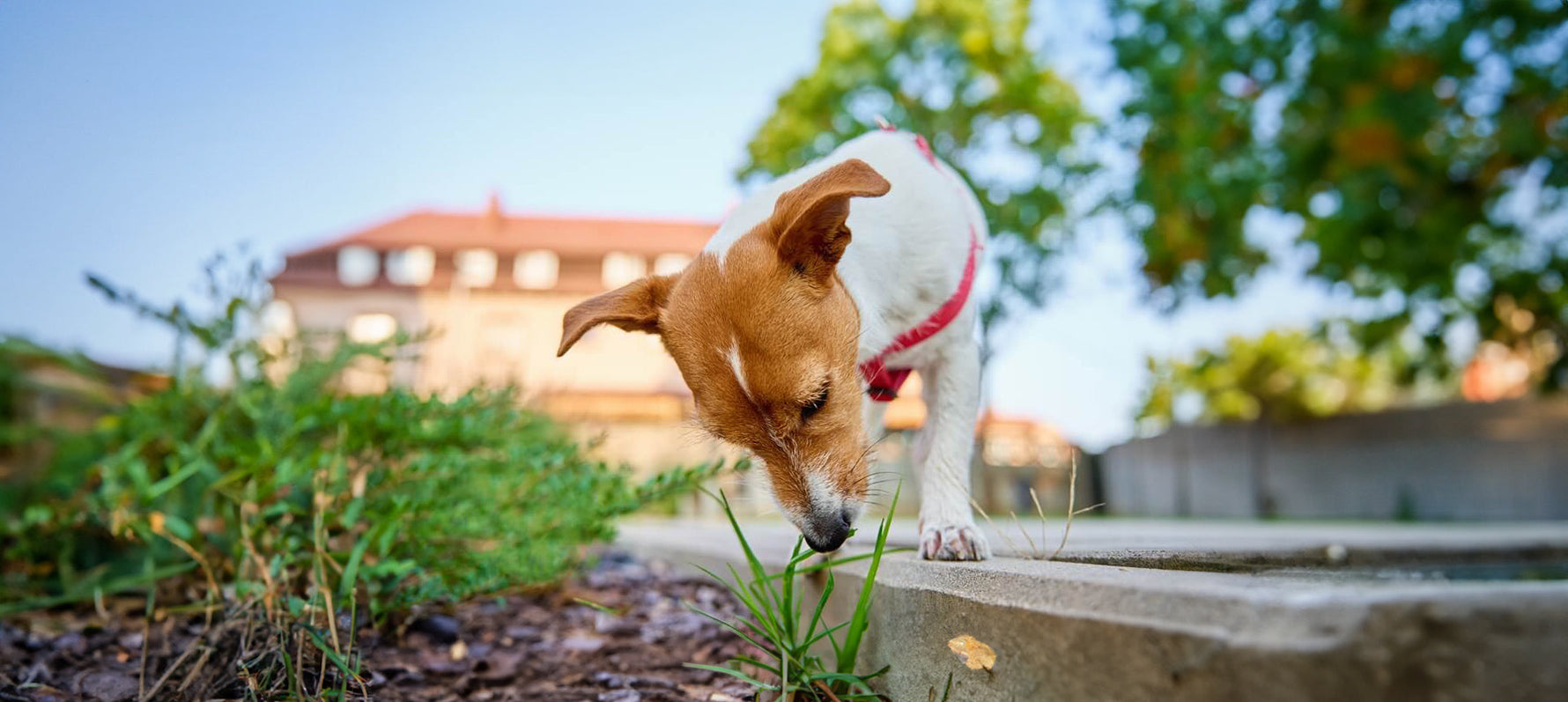 Warum knabbert mein Hund an Pflanzen? Ursachen & Gefahren