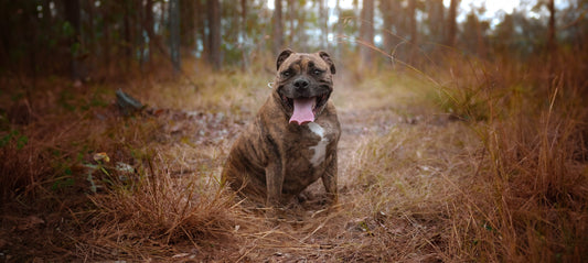 Dickmacher im Napf: Wie schlechte Ernährung zu Übergewicht bei Hunden führt