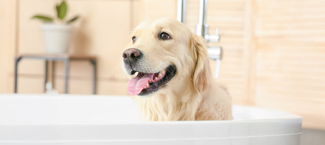 Zahnstein entfernen und Zähne putzen beim Hund | Selbst durchführen - und warum es so wichtig ist