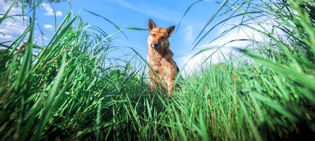 Natürlicher Schutz gegen Zecken, Flöhe und Co.