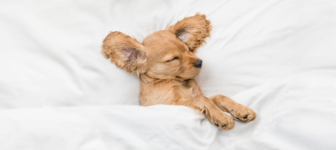 Das richtige Hundebett