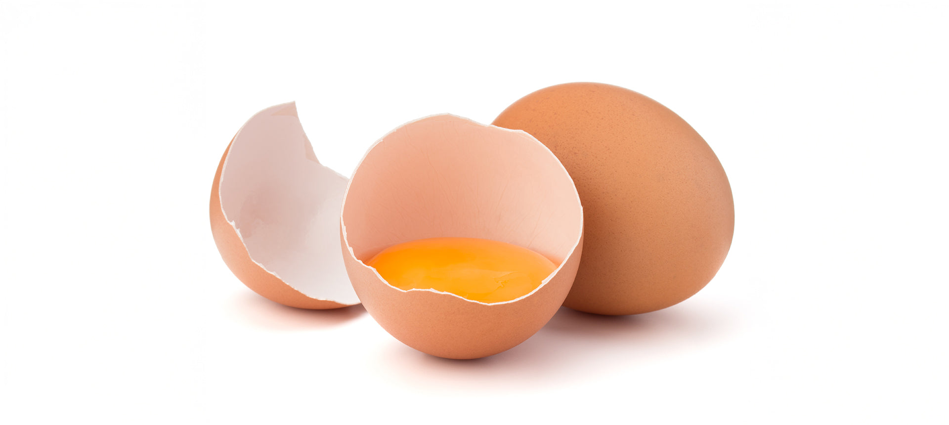 Eigelb, Eiweiß und Eierschale - ideal für Hunde