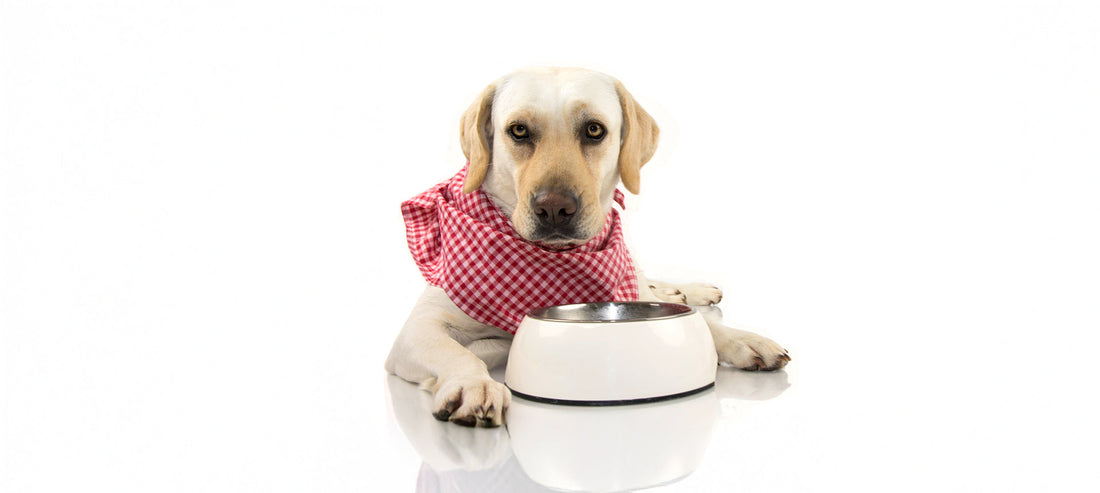 Futterallergie beim Hund