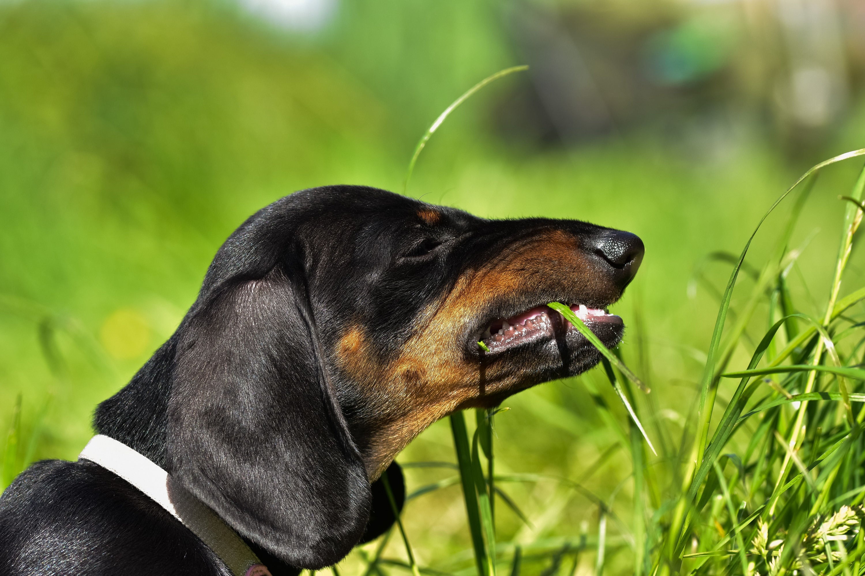 Warum Hunde Gras fressen: Ursachen, Bedeutung & natürliche Mittel bei Magenproblemen