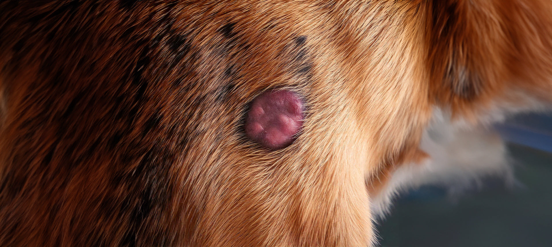 Leishmaniose-Schub beim Hund erkennen, verstehen und behandeln