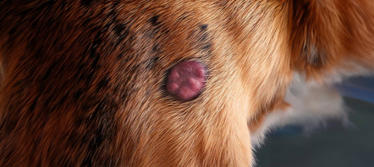 Leishmaniose-Schub beim Hund erkennen, verstehen und behandeln