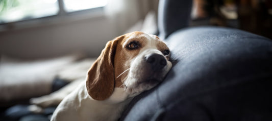 Hunde-Demenz: Symptome und effektive Maßnahmen zur Unterstützung