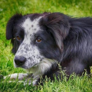 Krebs bei Hunden - Arten, Symptome, Vorbeugung, Therapie & mehr