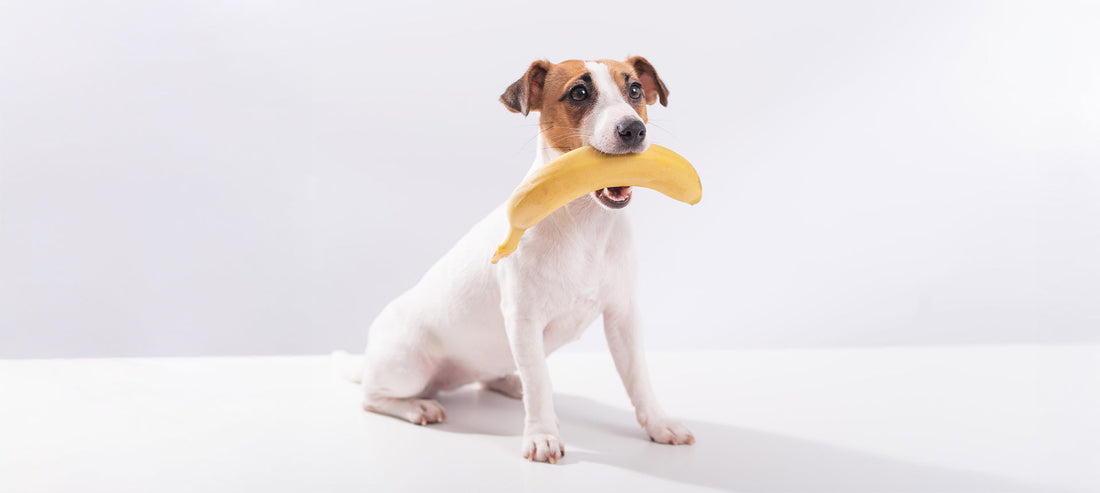 Hundefutter günstig und gesund ergänzen - Tipps zum selber kochen