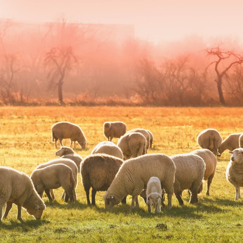 Hundefutter mit Fleisch aus artgerechter Tierhaltung - warum es so viel gesünder ist