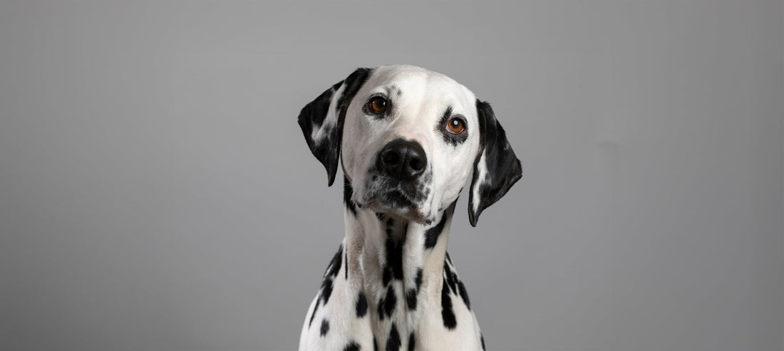 Purinarmes Hundefutter für Dalmatiner