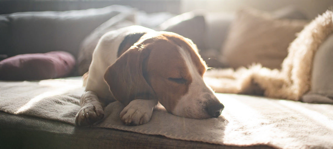 Purinarmes Hundefutter - 10 Tipps bei Leishmaniose, für Dalmatiner & Co.