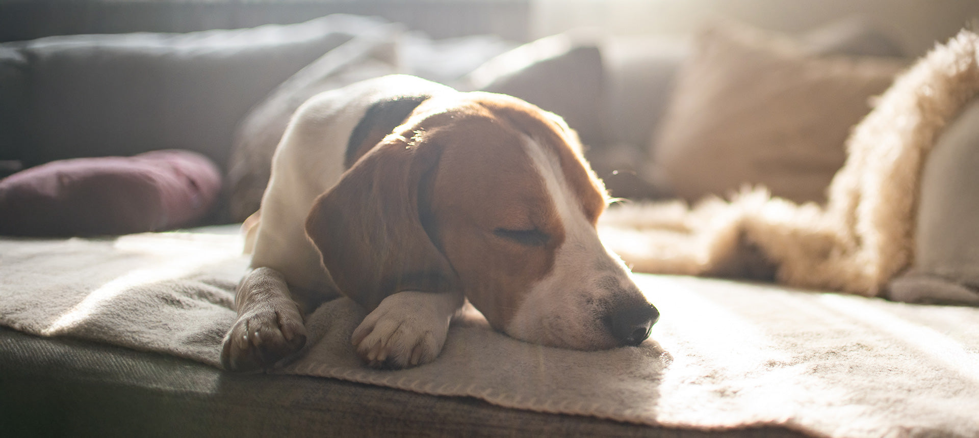 Purinarmes Hundefutter - 10 Tipps bei Leishmaniose, für Dalmatiner & Co.