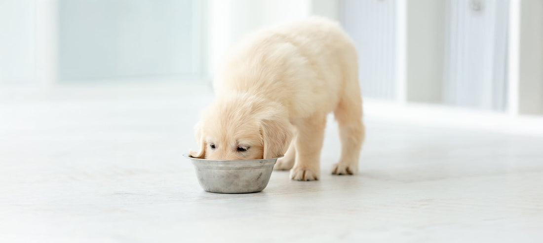 Vegetarisches Hundefutter: Ernährung von Hunden mit pflanzlichem Eiweiß