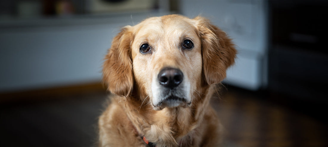 Was ist viszerale Leishmaniose?