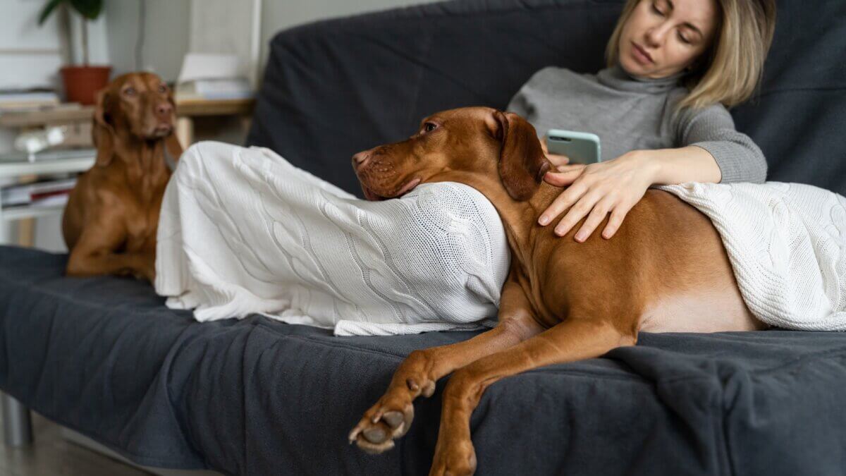 Hormonelle Störungen bei Hunden