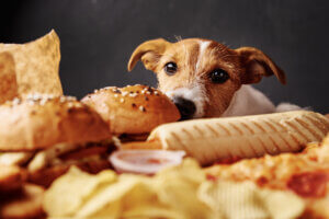 Übergewicht bei Hunden durch falsche Ernährung