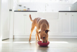 Alles über das Gewicht bei Hunden Der umfassende Ratgeber
