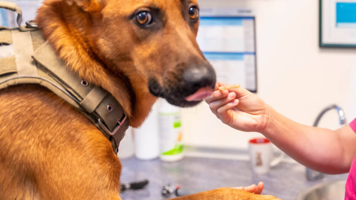 Therapie und Behandlung von Leishmaniose bei Hunden