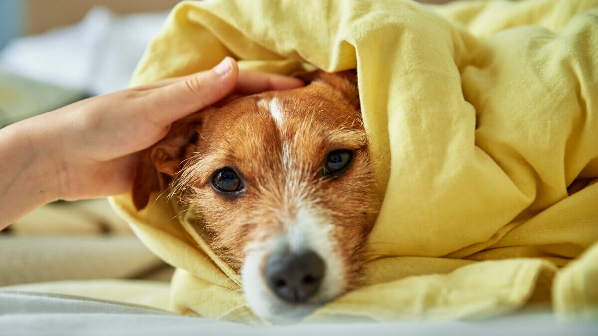Durchfall beim Hund nach dem Futterwechsel Was tun