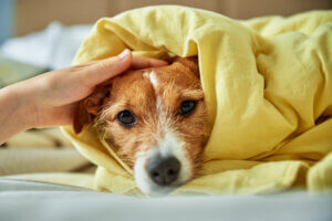Durchfall beim Hund nach dem Futterwechsel Was tun