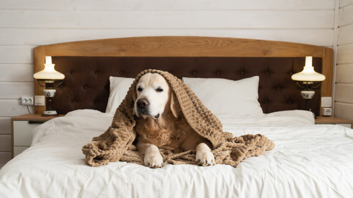 Leishmaniose bei Hunden Alles was Hundehalter wissen müssen