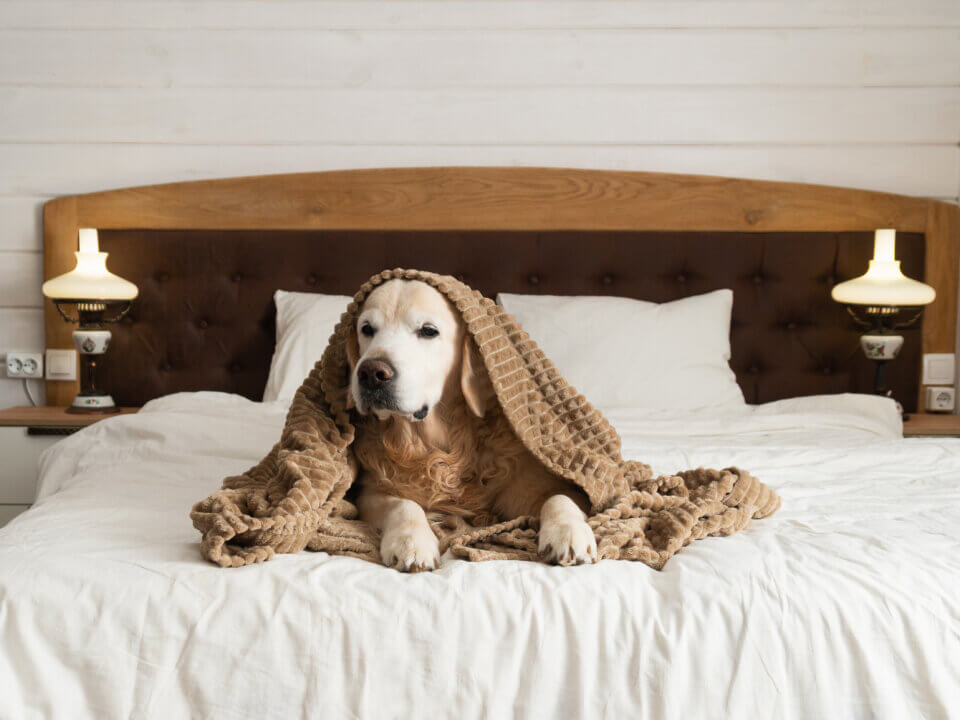 Leishmaniose bei Hunden Alles was Hundehalter wissen müssen