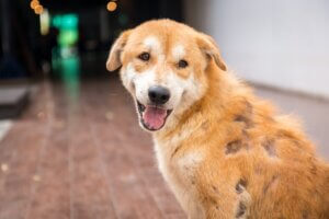 Haut- und Fellprobleme bei Hunden