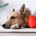 Herzkrankheiten bei Hunden