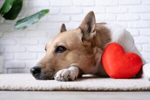 Herzkrankheiten bei Hunden