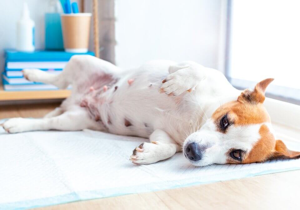 Magen-Darm-Erkrankungen beim Hund