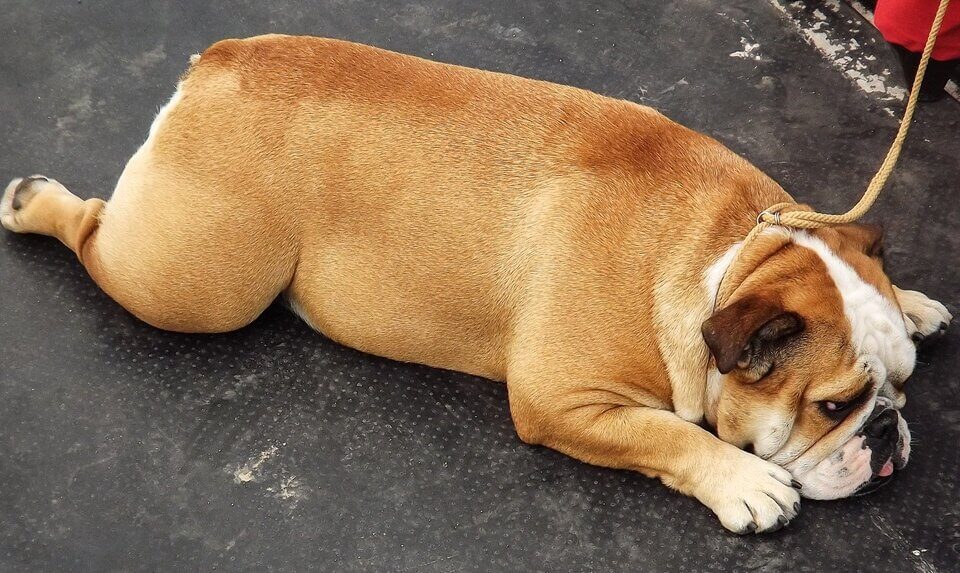 Übergewicht bei Hunden als Krankheit